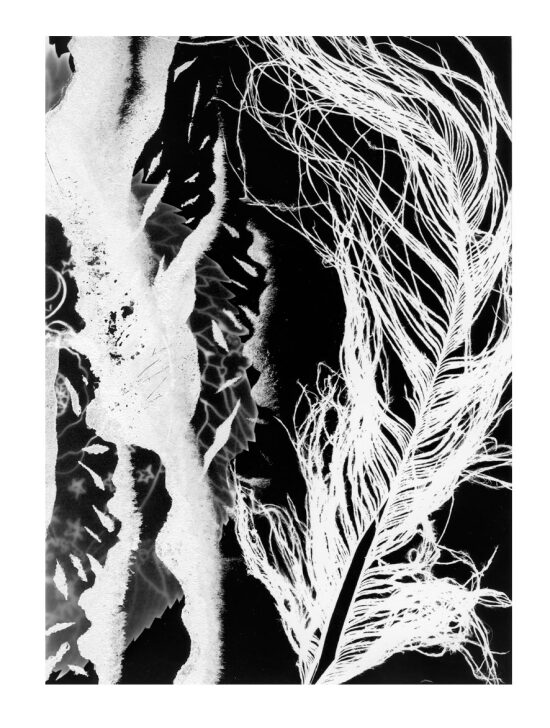 Pochoir sur photogramme, 18 x 13 cm